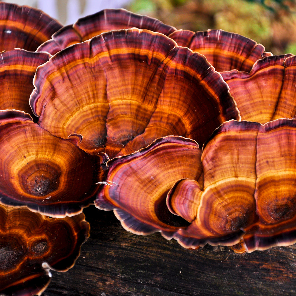 image of reishi mushroom