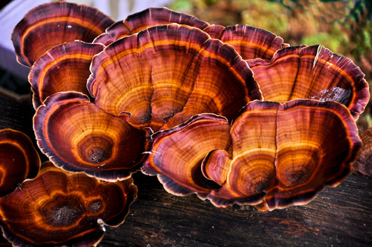 image of reishi mushroom