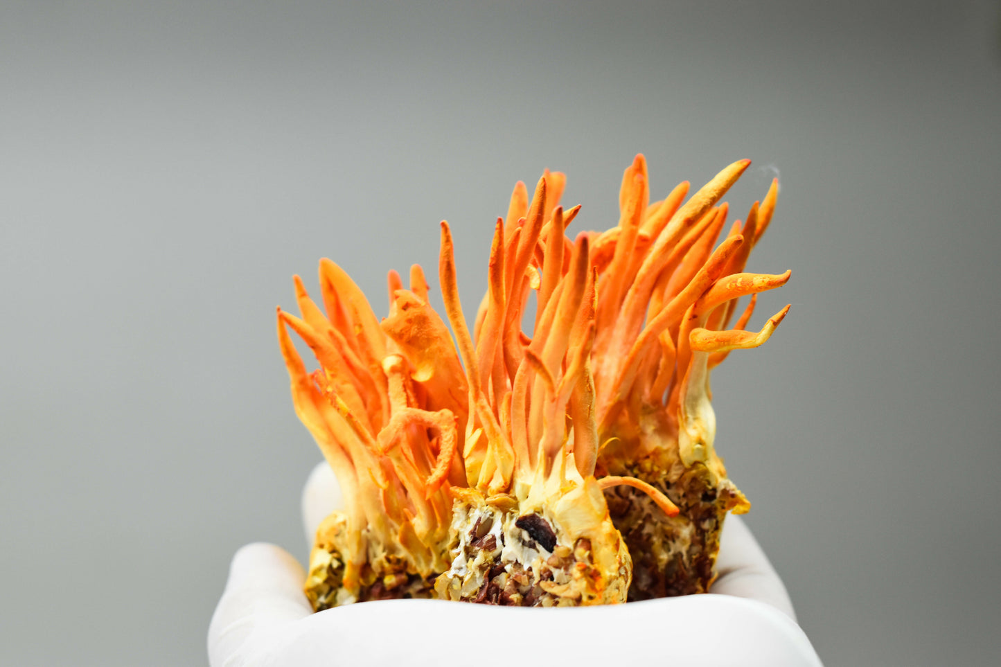 cordyceps