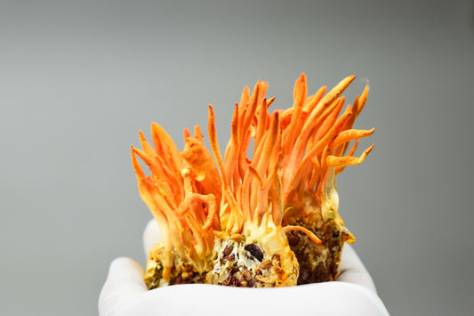 Cordyceps Mushroom Extract: From Ancient Discovery to Modern Health Superstar