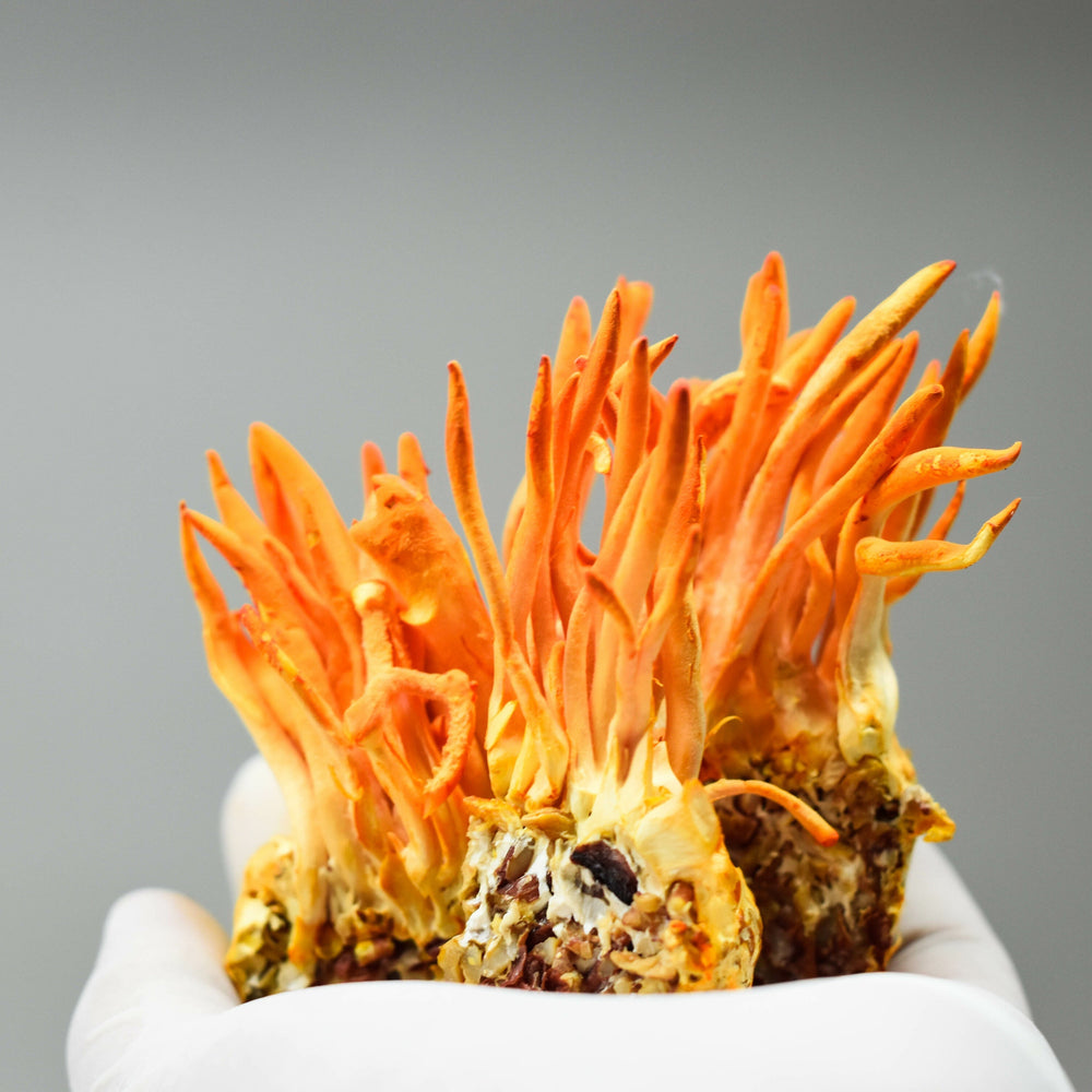 cordyceps