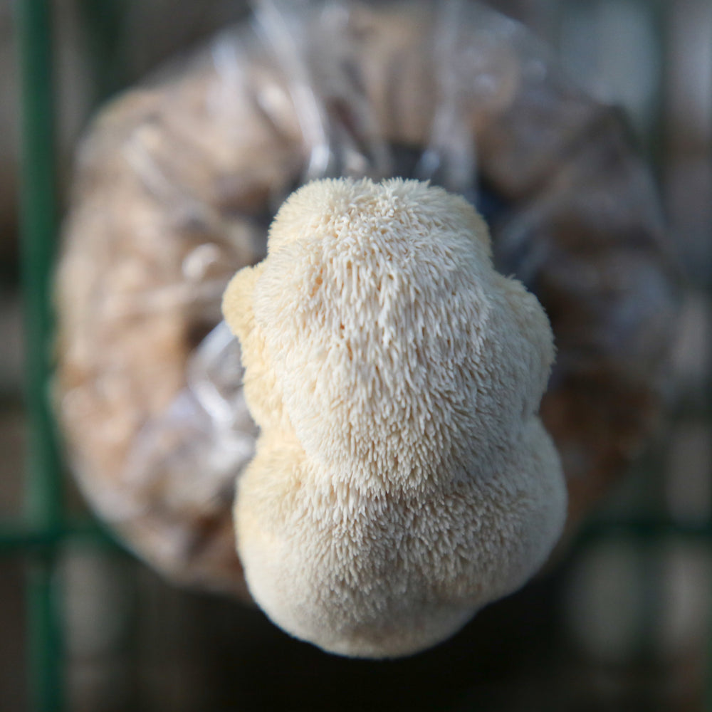 Lion's Mane mushroom