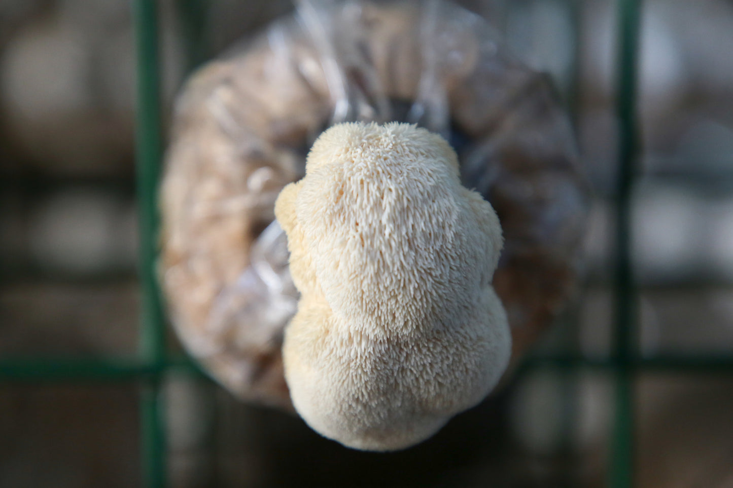 Lion's Mane mushroom